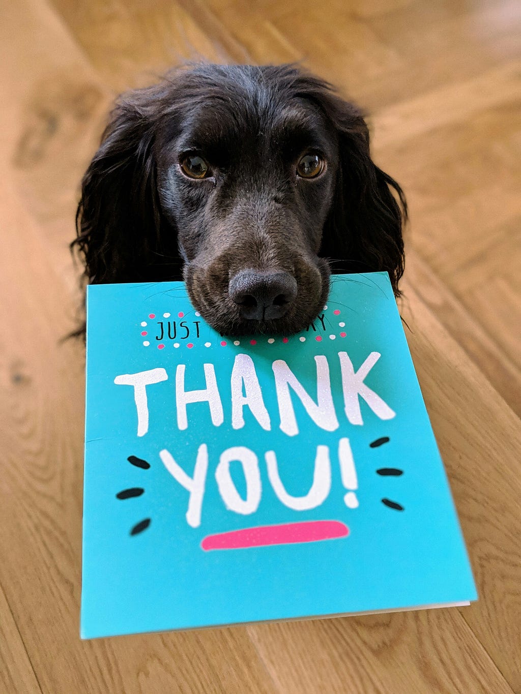 This image depicts a dog holding a piece of cardboard with the words “Thank you!” written on it.