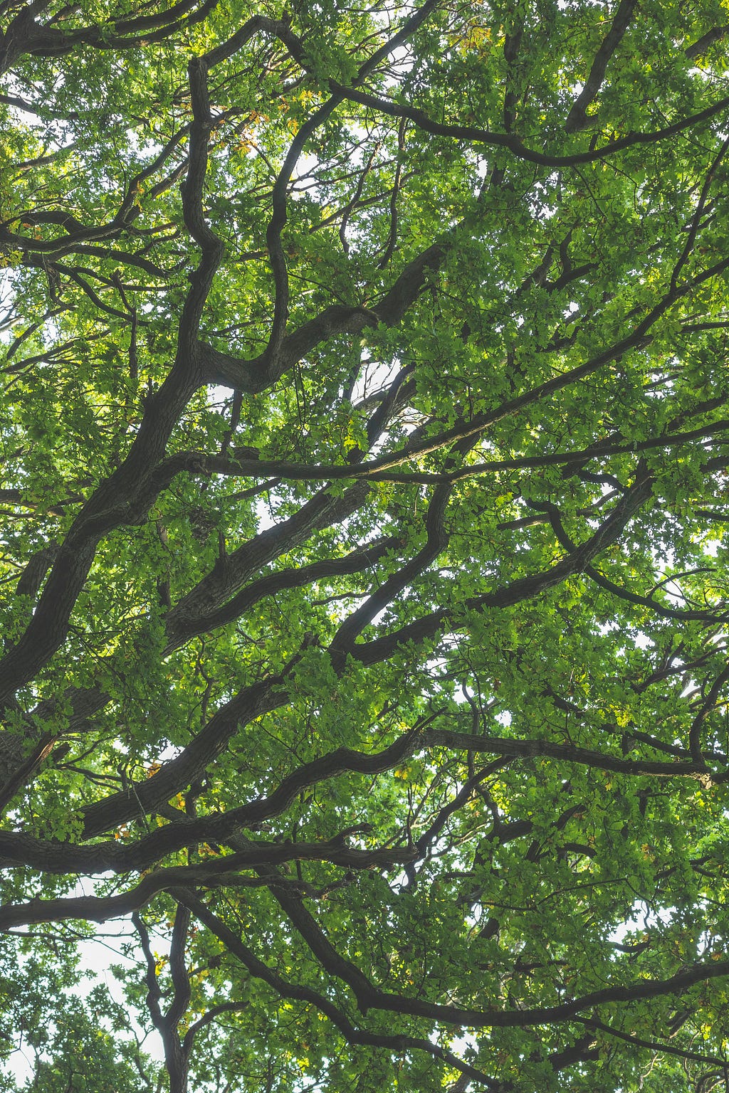 Tree branches that look fresh with green leaves. You can see bits of sky and sun peeking through