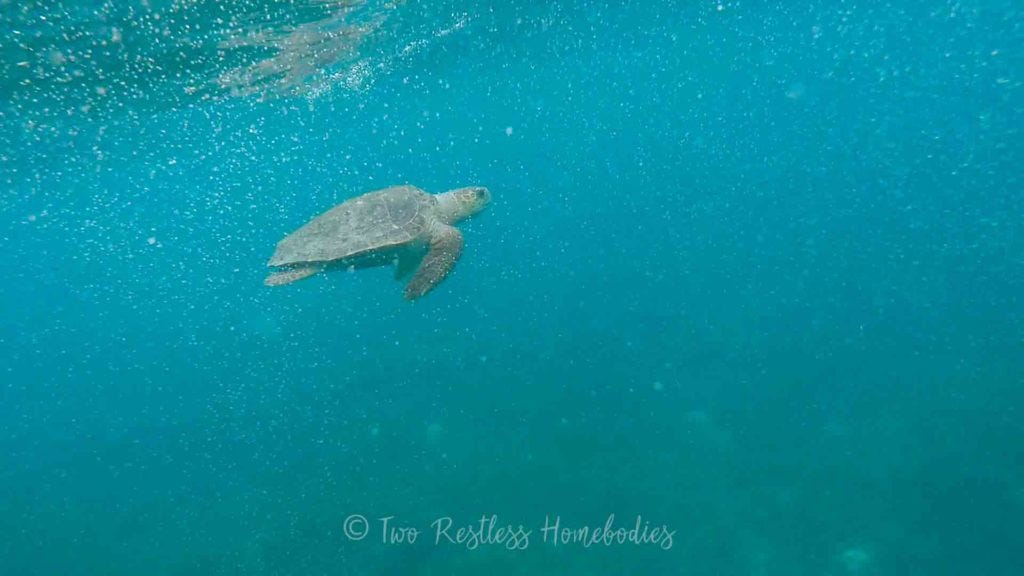 Closeup on a lagerhead while snorkeling Silk Caye reef