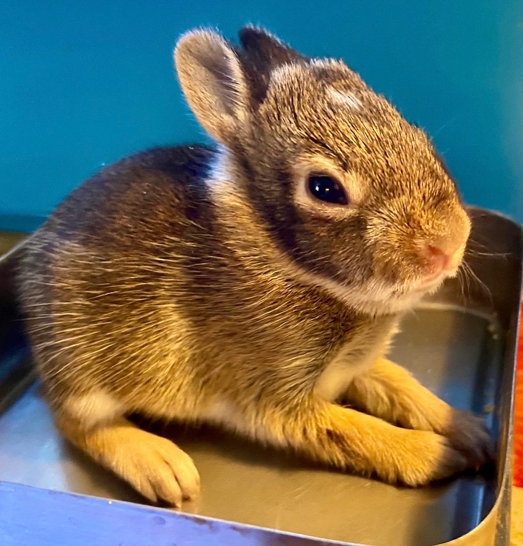 Photo of a baby bunny with adorably large ears and feet