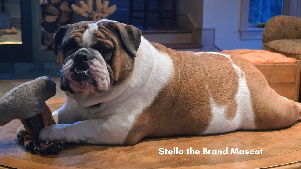 Stella is a Victorian Bulldog that is a brand mascot for Inspire To Thrive.