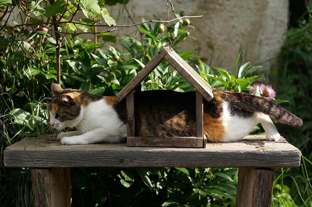 A cat stuck in a bird house it tried to go through