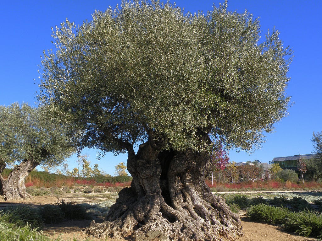 An olive tree with silvery-green leaves and small, round olives hanging from its branches against a blue sky backdrop.