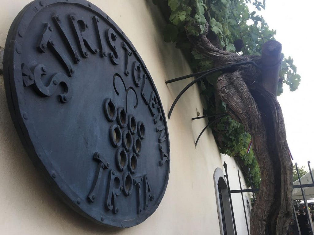 Oldest Vine Maribor 1