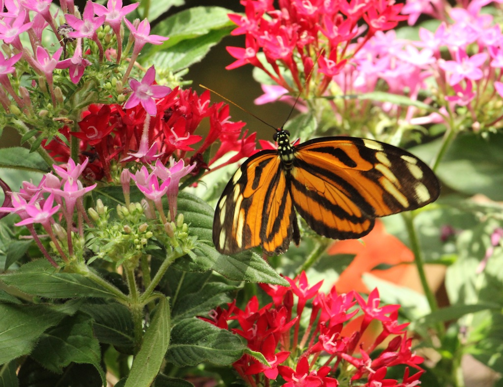 Get mesmerized by the beauty of the butterflies in Key West Butterfly and Nature Conservatory, Key West