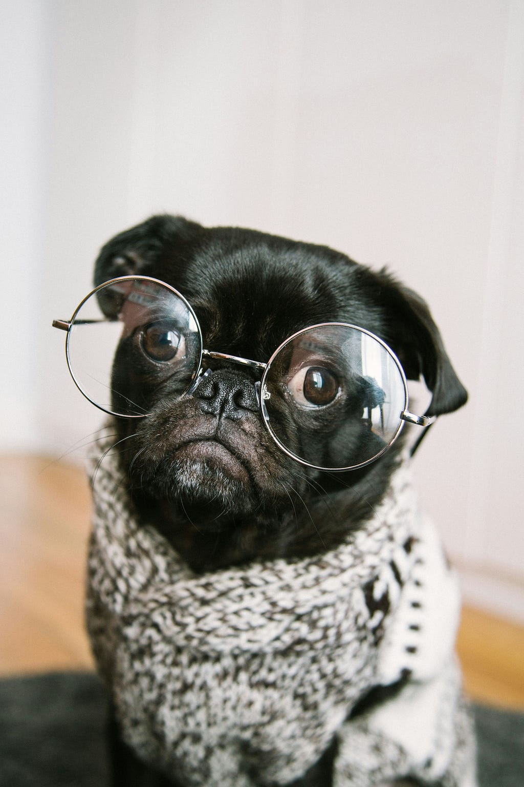 A cute doggo wearing round glasses and looking very intellectual