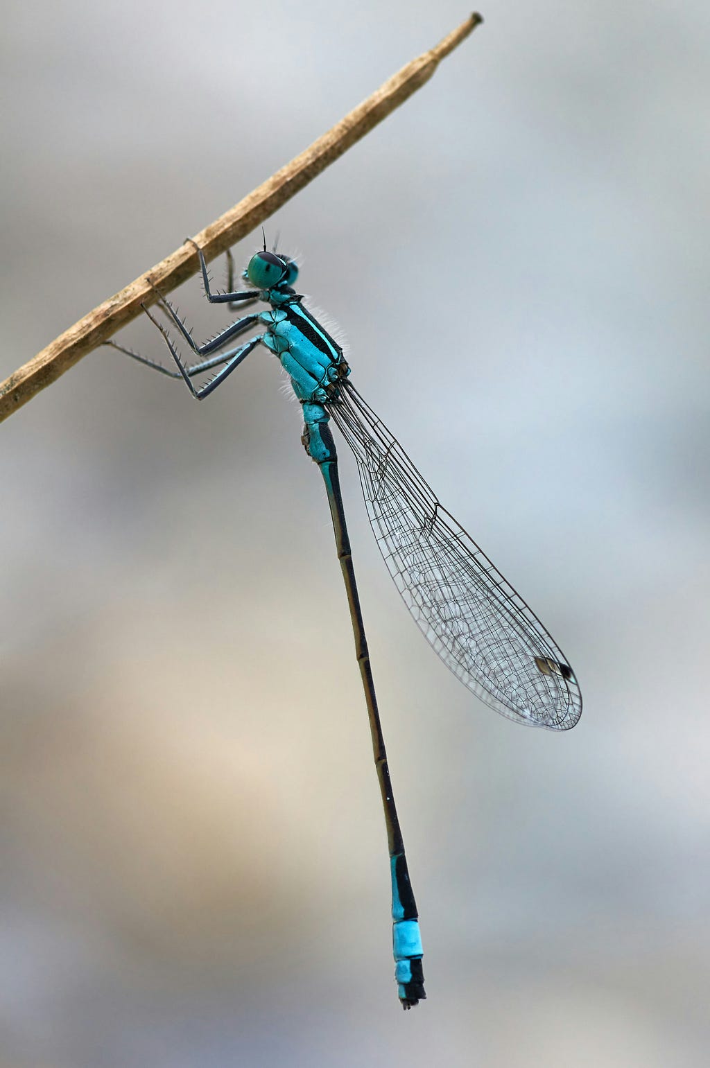 A turquoise and black dragonfly sits on a dry stalk. In profile, its wings look folded.