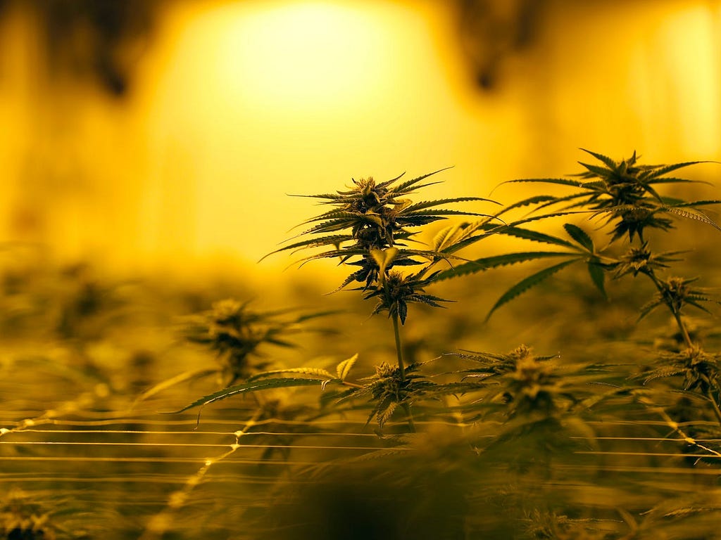 Marijuana plants growing under special grow lights.