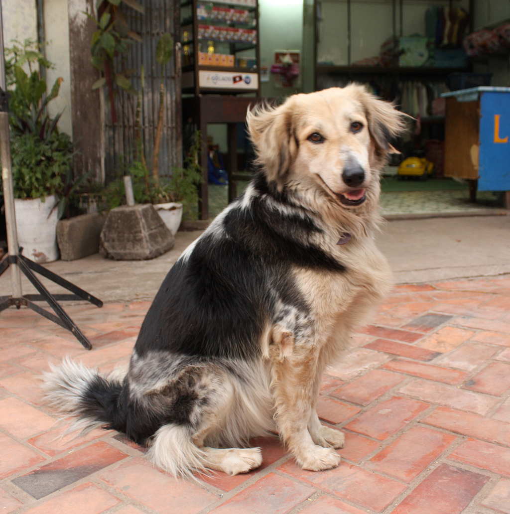 An image of a mixed breed dog