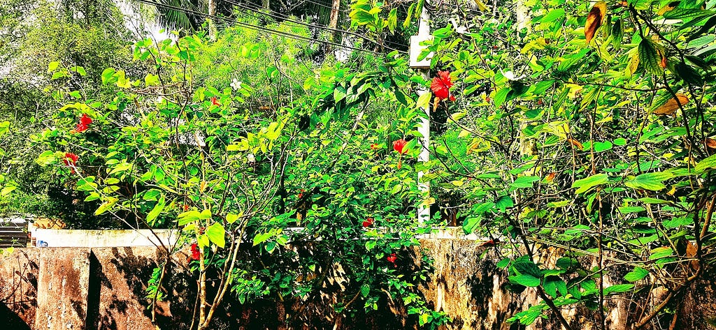 Hibiscus plants. Kerala, India.