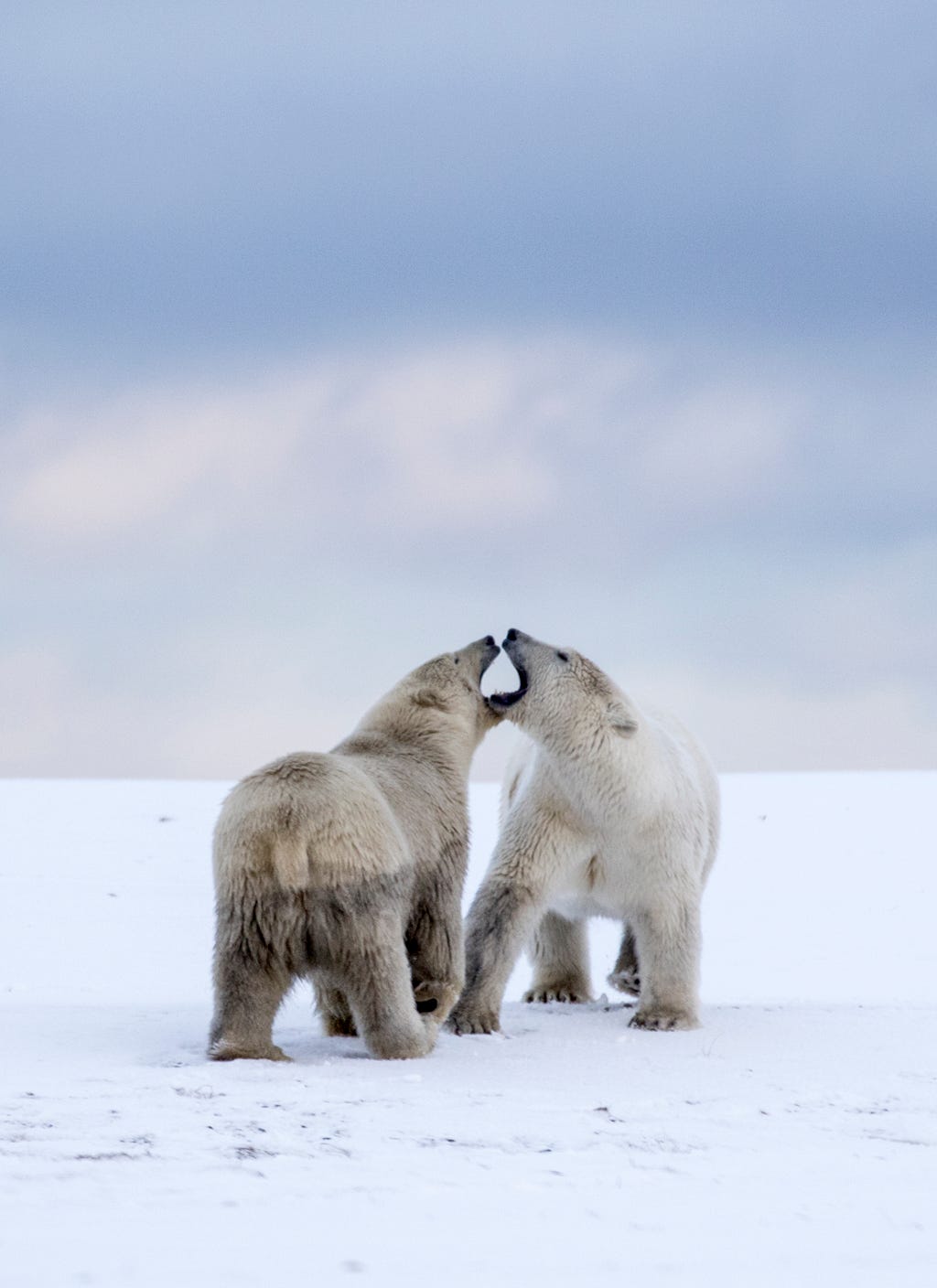 Polar bears Arctic 