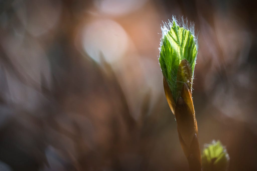 Budding plant