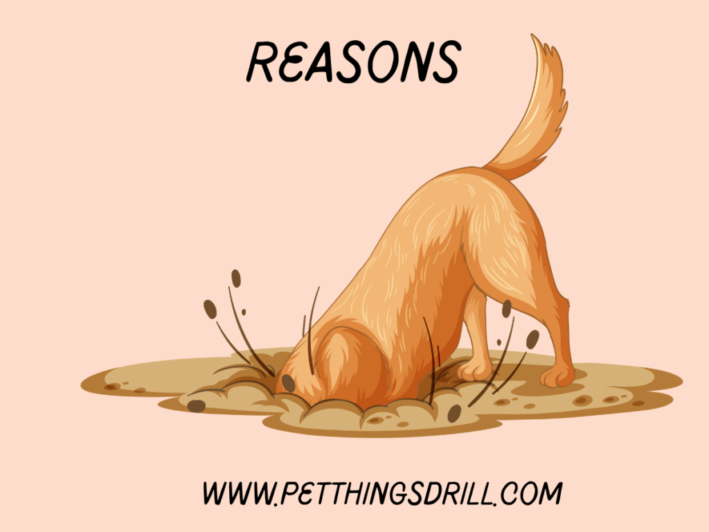 reasons why you dog digs in their bed