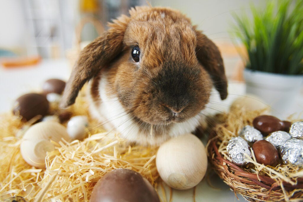 Cute Bunny with Easter Eggs — Easter Bunny History