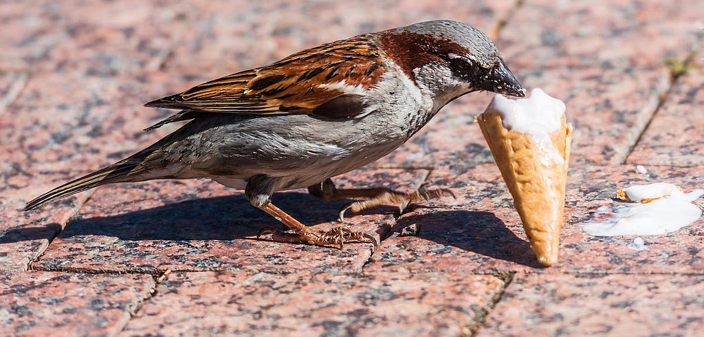 a sparrow holds the tip of an ice cream cone