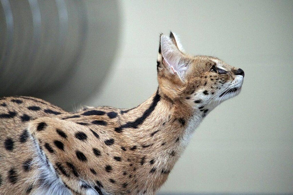 serval cat