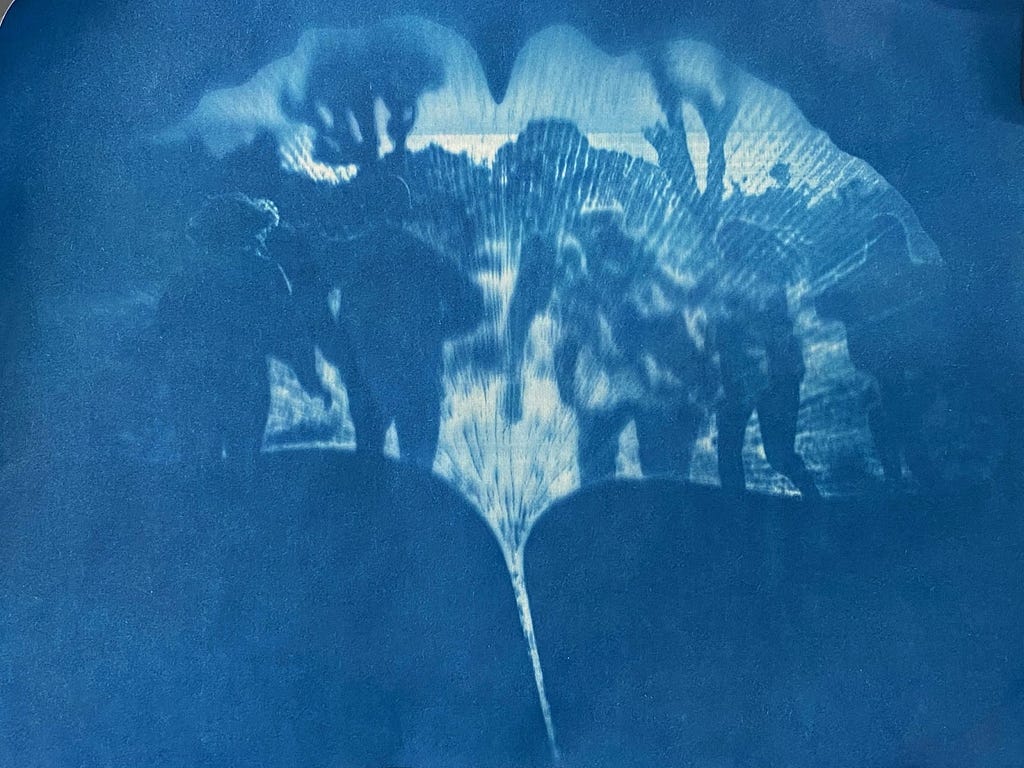 Cyanotype print of Ginkgo leaf with “memory” image sourced from Unsplash