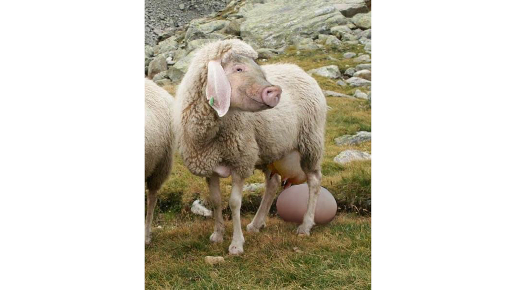 egg-laying wool-milk-pig