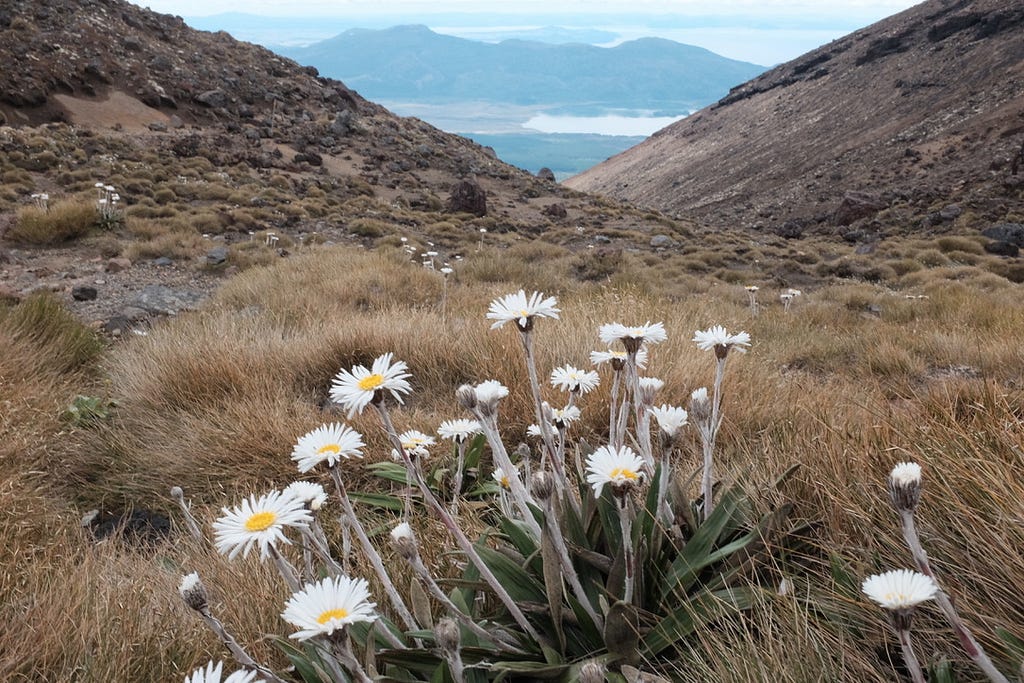 Hills in distance and daisies in foreground.