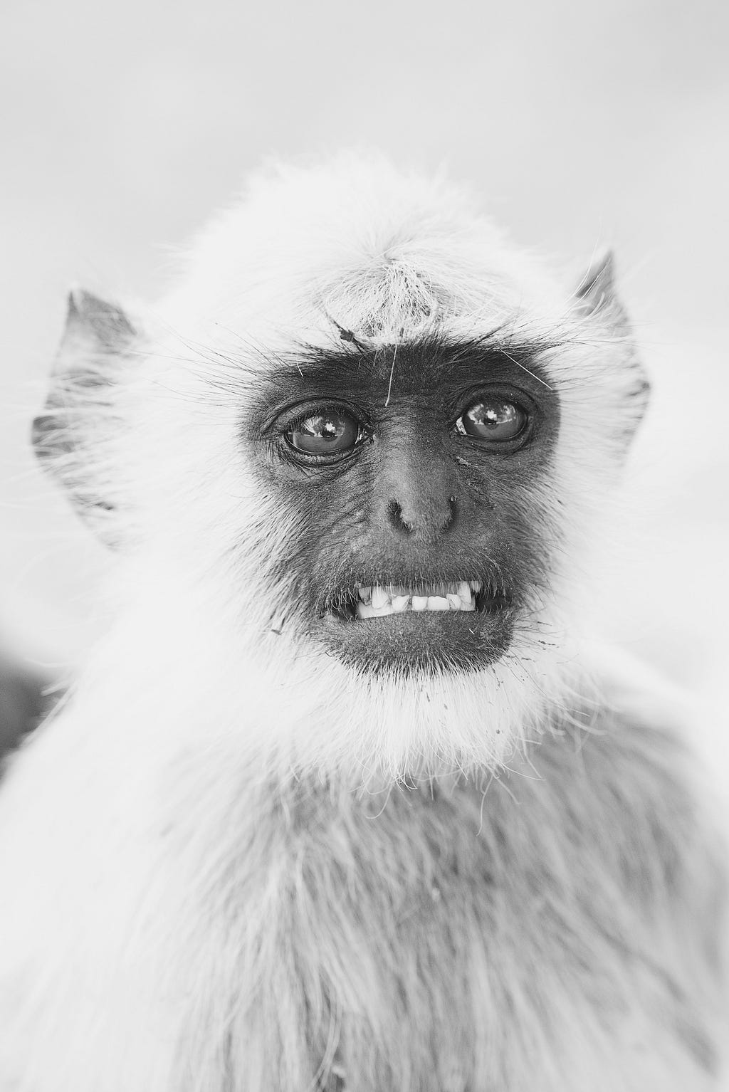 A monkey with a sort of embarrassed facial expression
