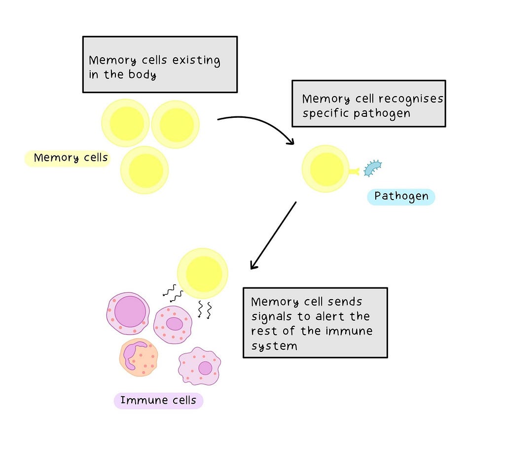 The fourth line of defense: Immunological memory cells detect the specific pathogen is back and alerts the rest of the immune system