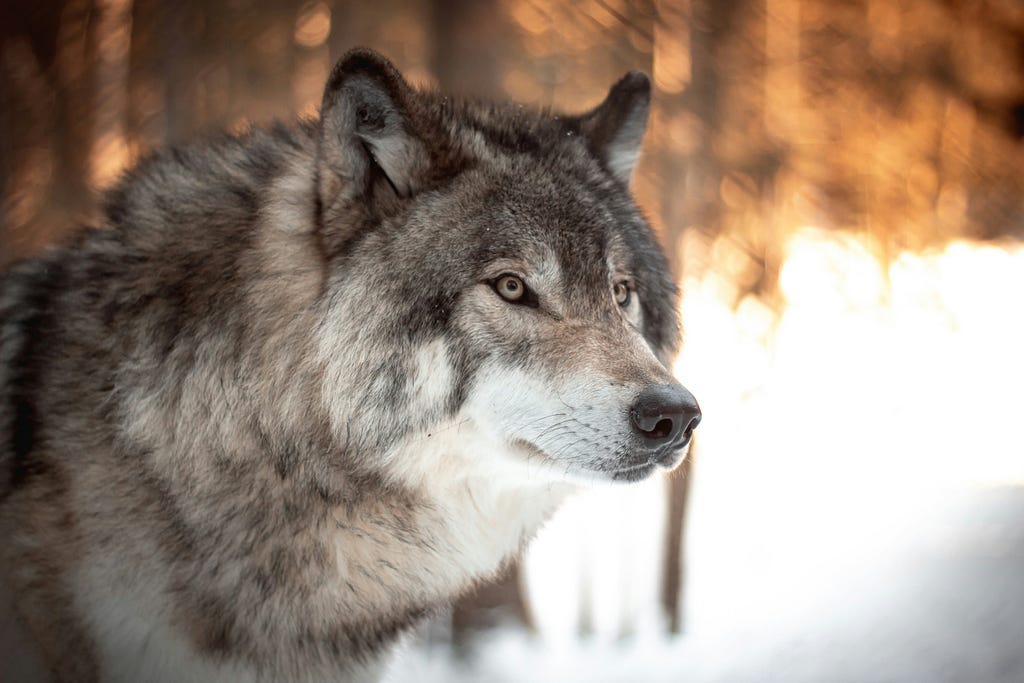 A wolf looking attentively in a wintery environment