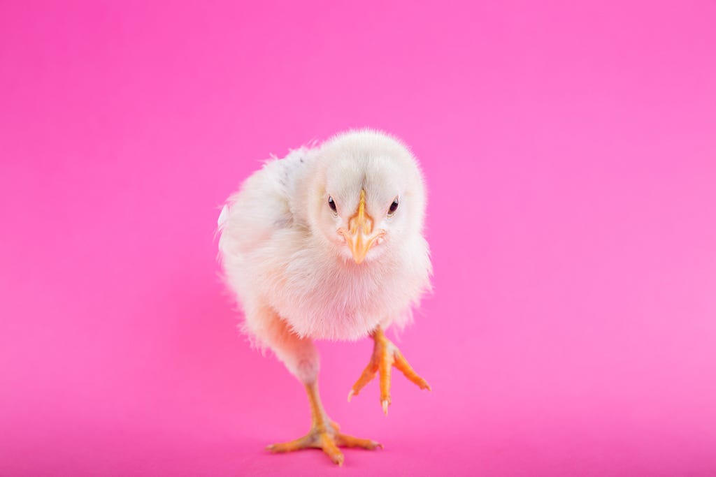 Unsplash photo of a baby chick on a fushia background.