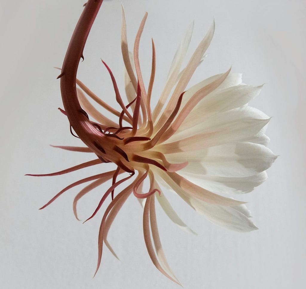 white blooming flower