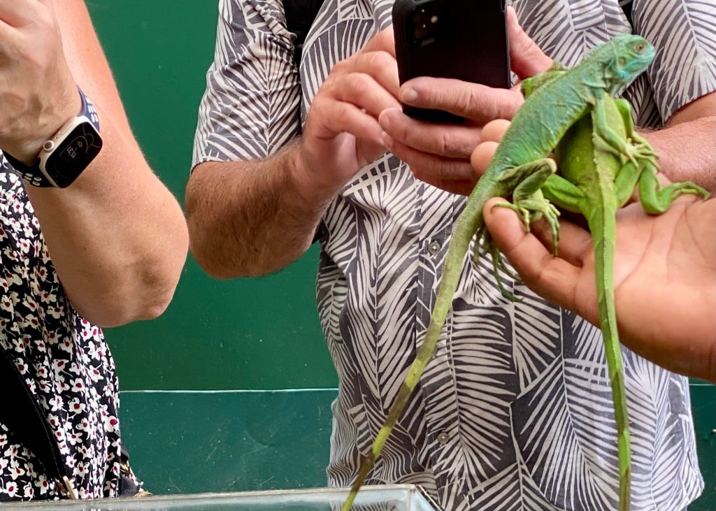 Holding baby iguanas at the Green Iguana Conservation Project in San Ignacio, Belize