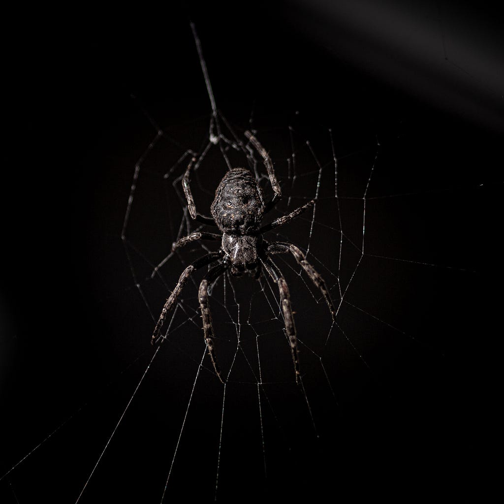 A spider in a web