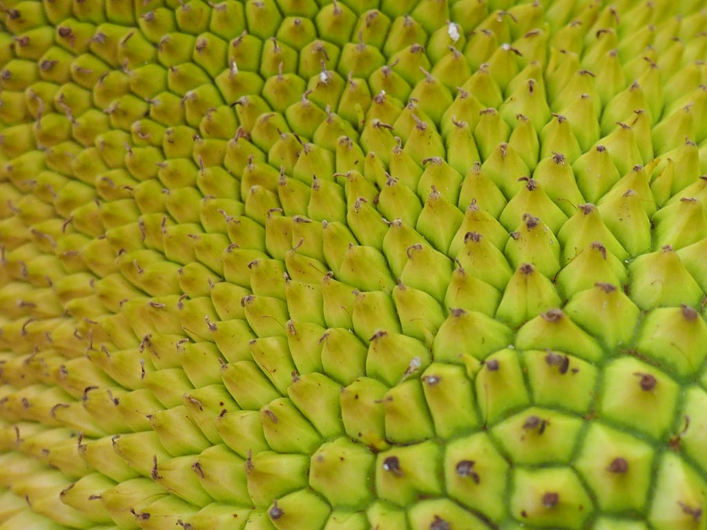 close-up of lumpy jackfruit skin