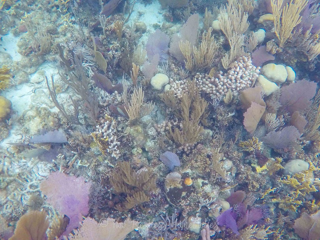 Coral while snorkeling the Silk Caye Belize reef