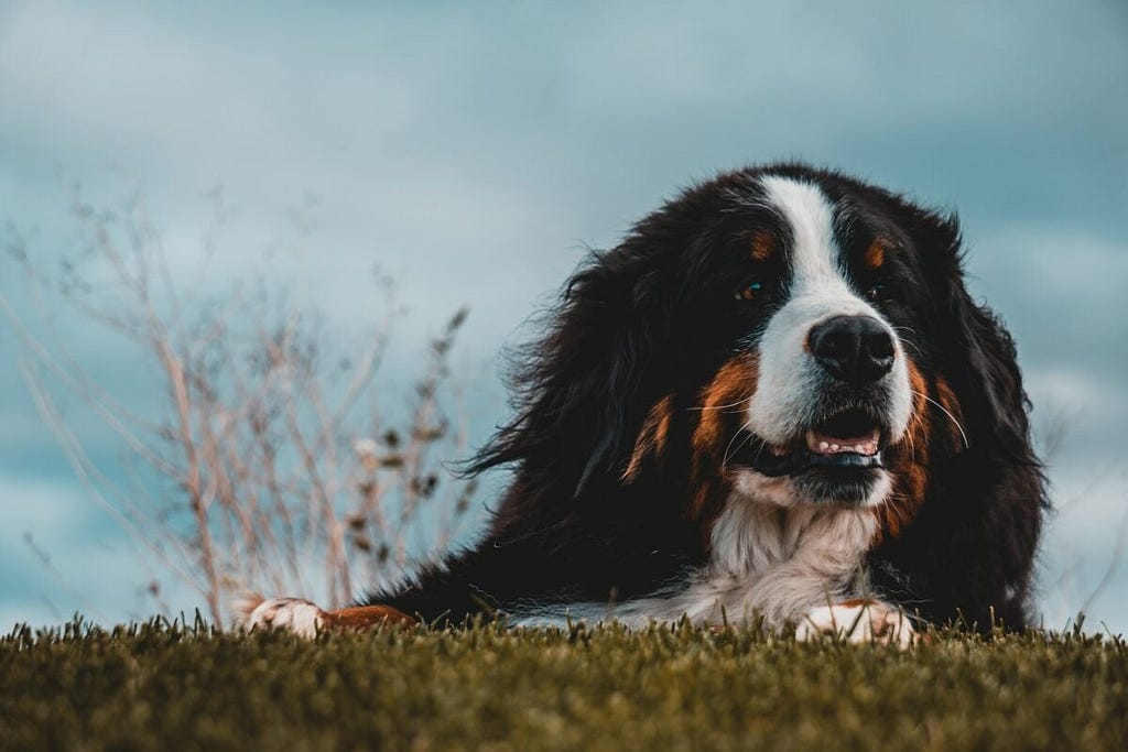 Bernese Mountain Dog