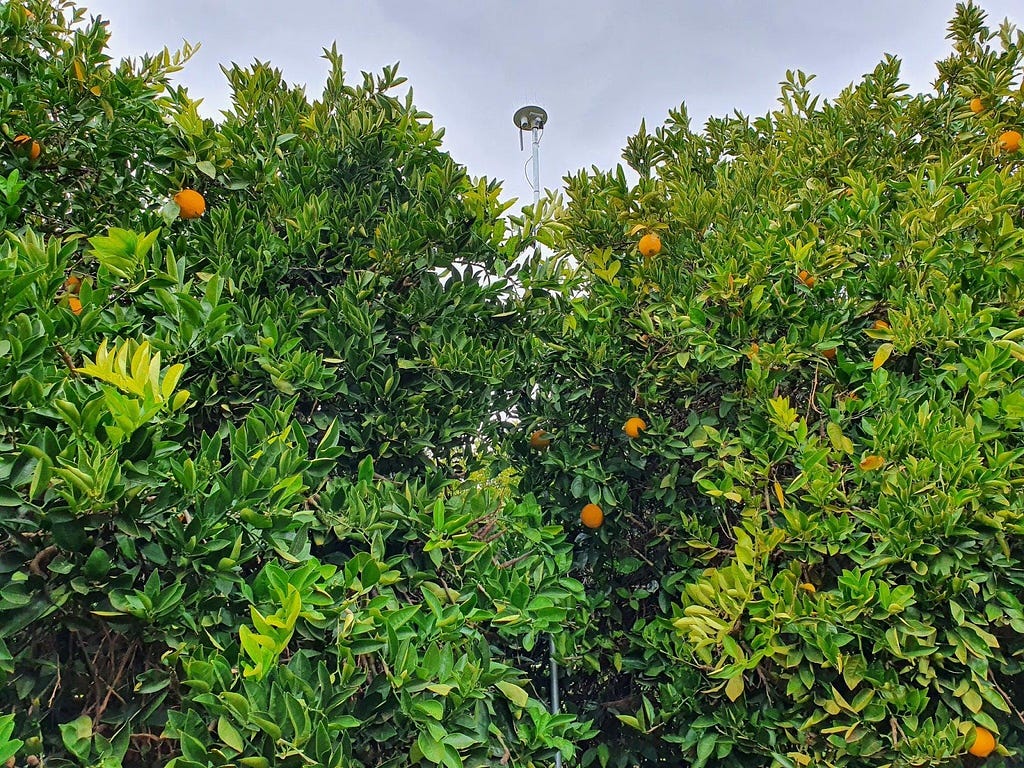 Arable Mark 2 seen from below, high above a canopy of citrus trees