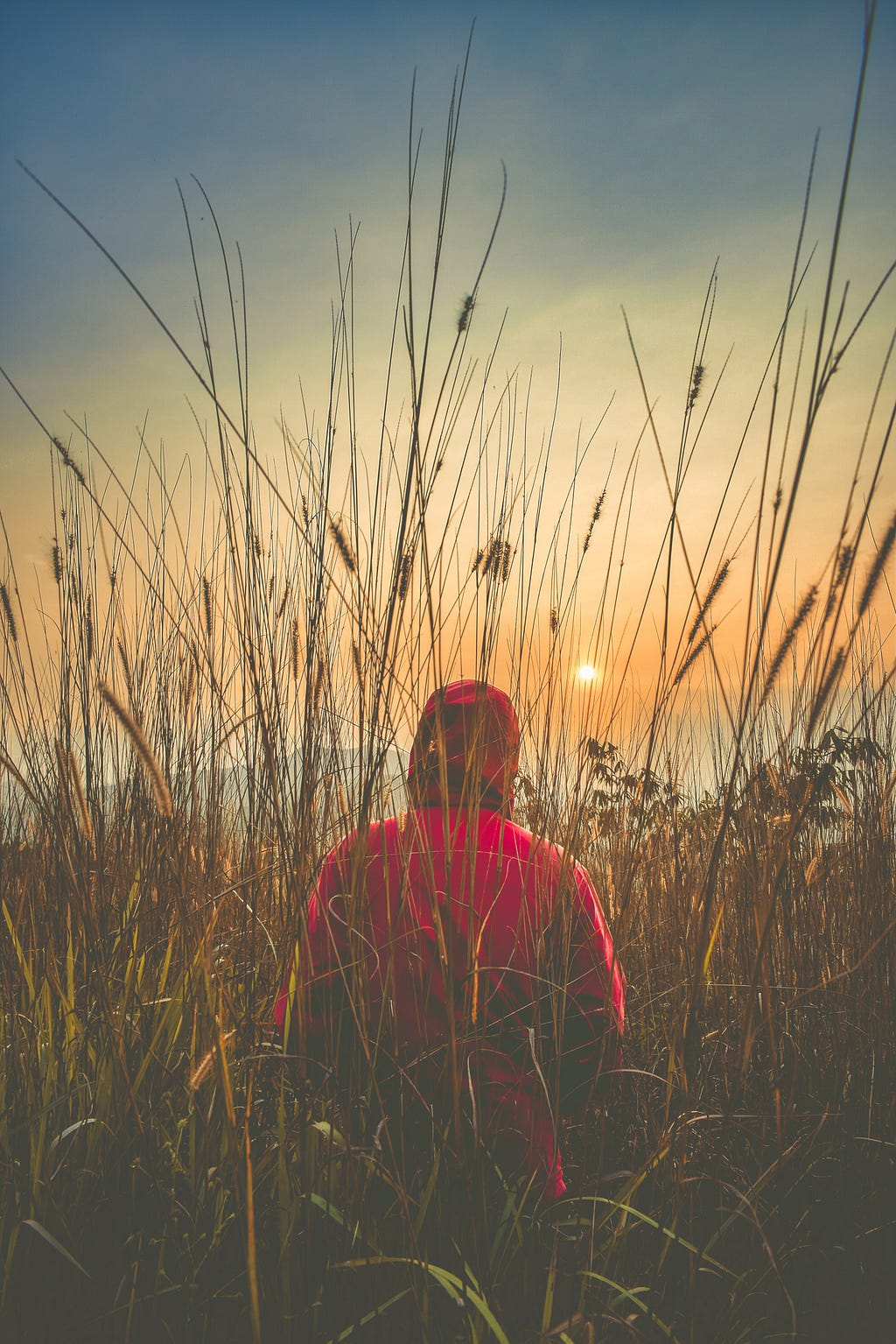 A boy wearing a red hoodie in a field of flowers looking at the sunset