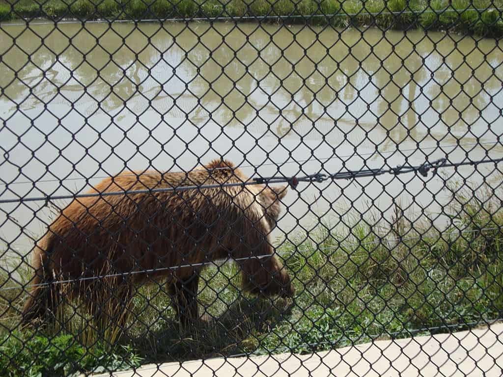 brown bear at safari