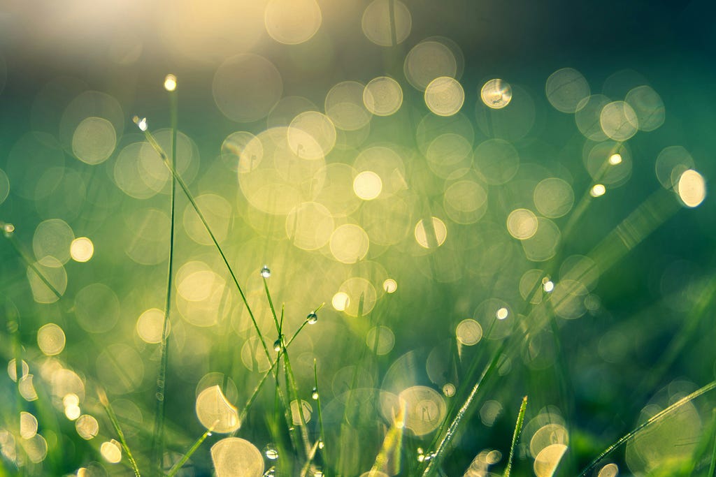 A close up of dew drops and blades of grass in a pretty green field.