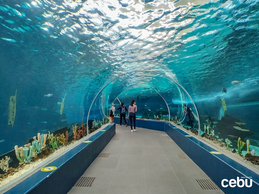 a 360 view of marine life at Cebu Ocean Park, image by Cebu Insights