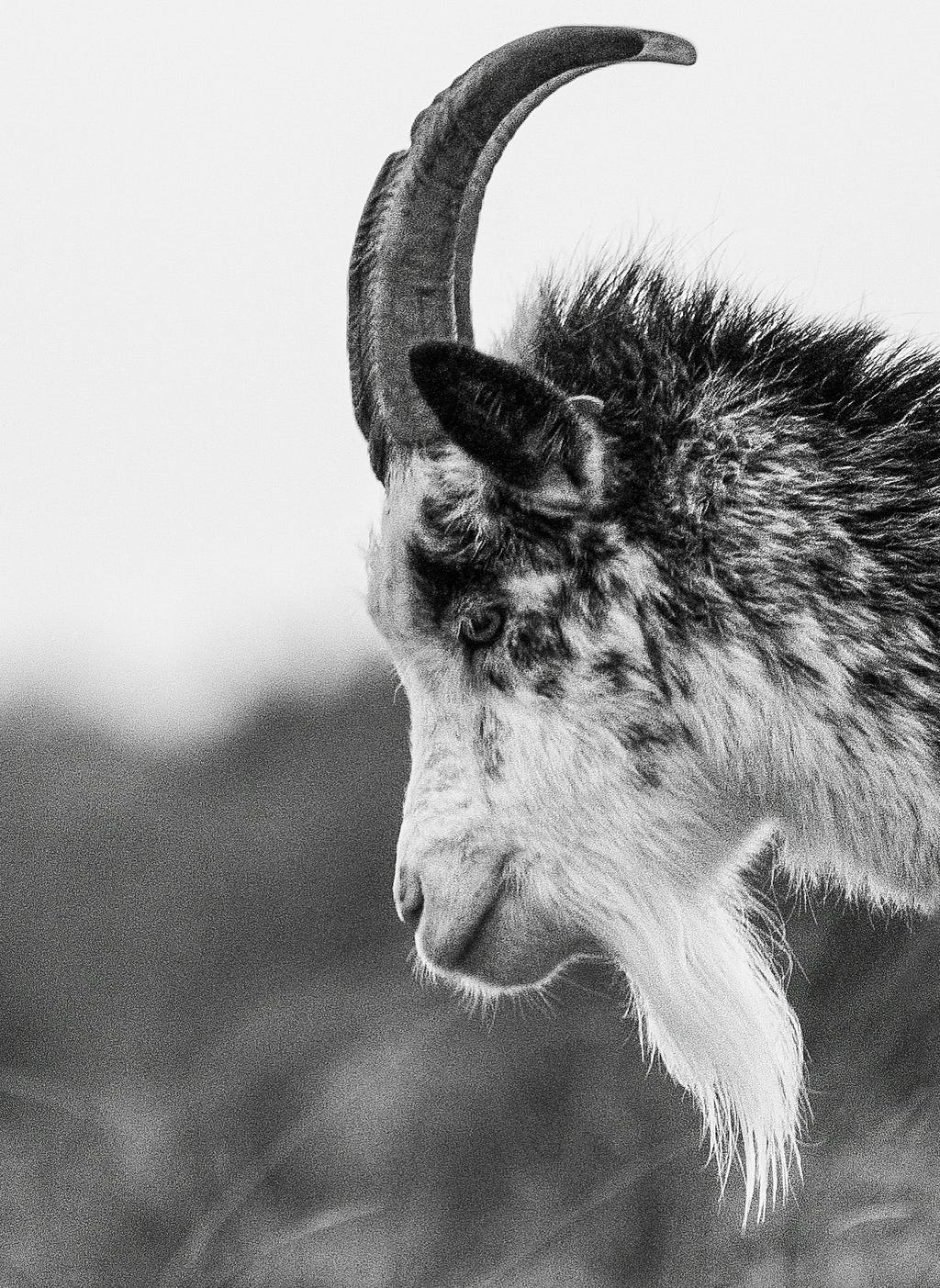 A headshot in profile of a small black and white goat with curved horns and a white beard.