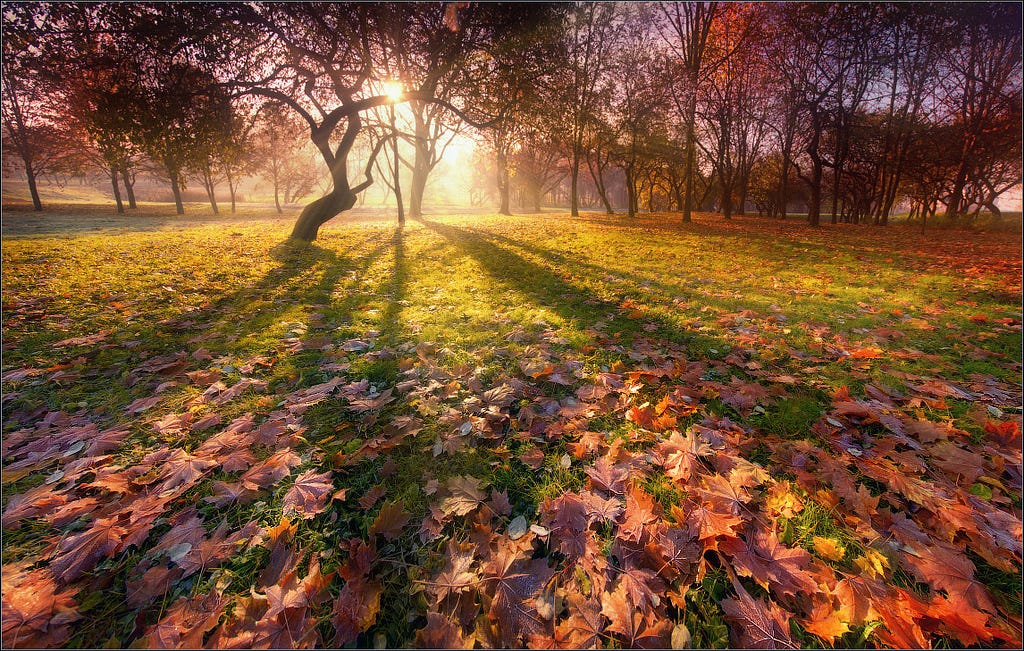 "Autumn silhouette" Nikon D90 + Sigma 10-20/4-5.6