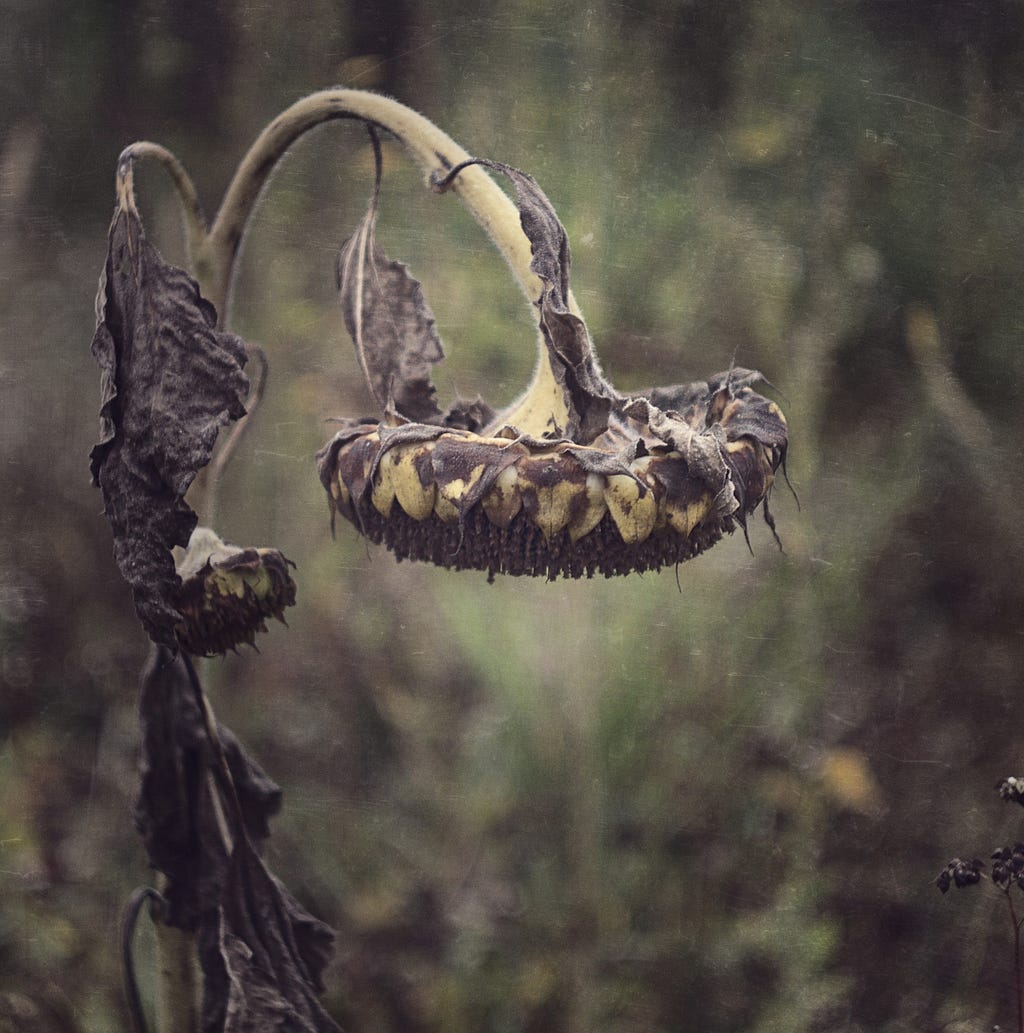 A wilted sunflower all dried up at the end of the harvest season.
