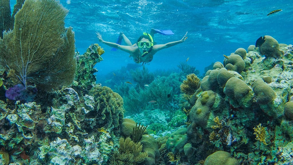 snorkeling caribbean belize underwater