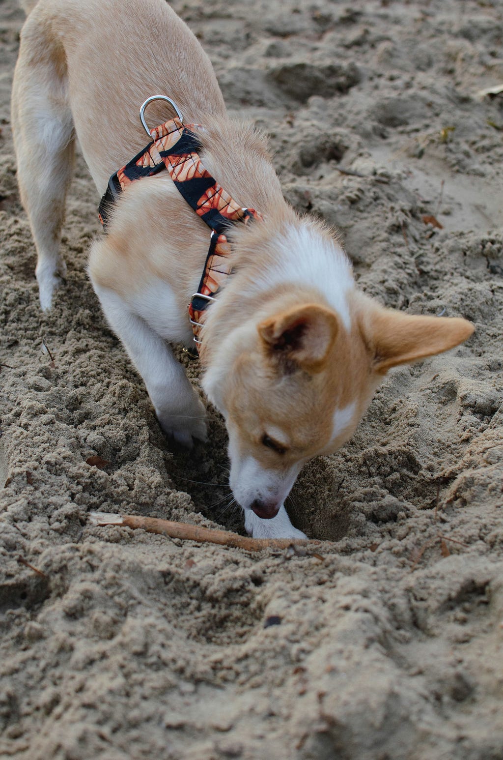 dog digging uncover hidden