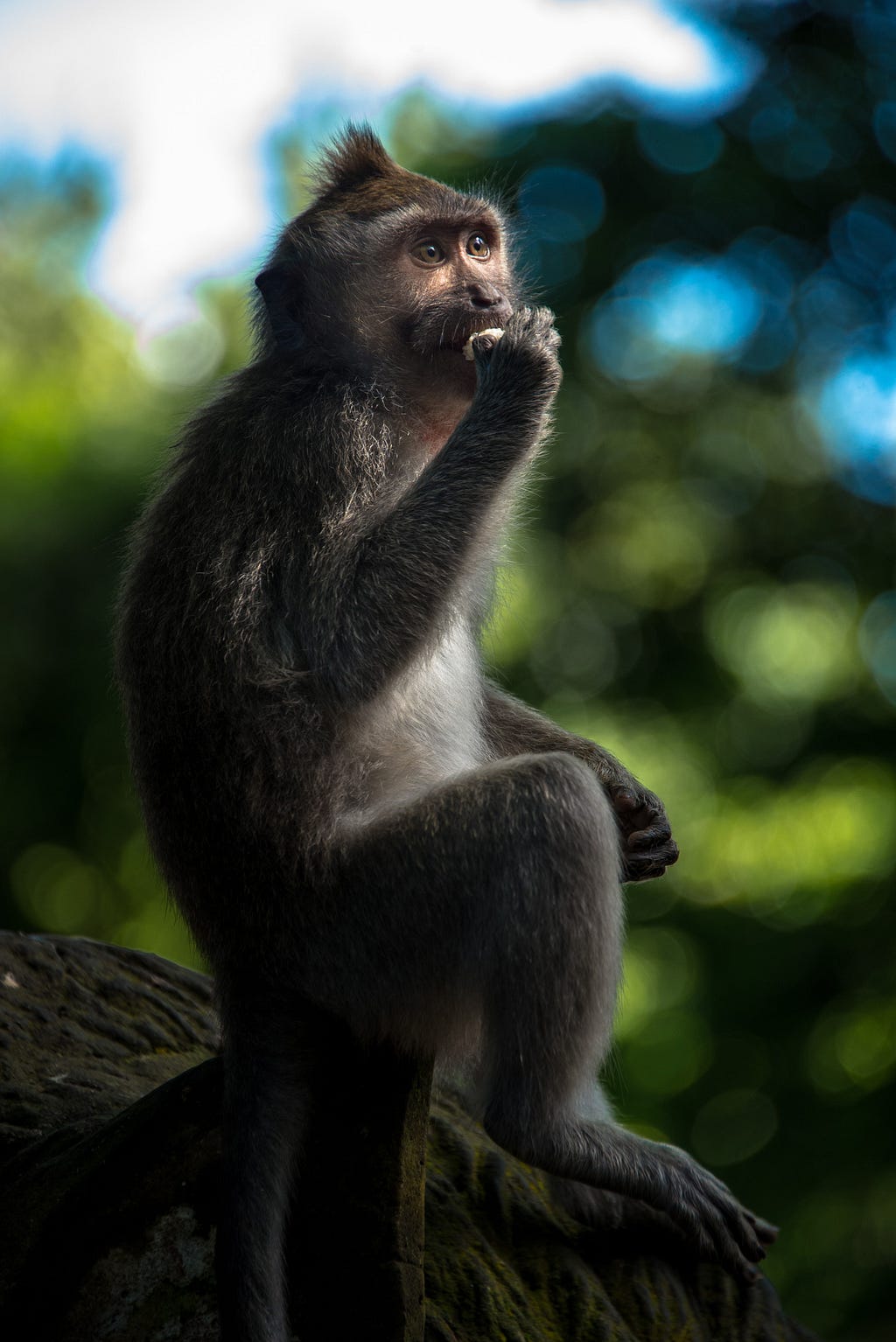 A monkey eating in a tree