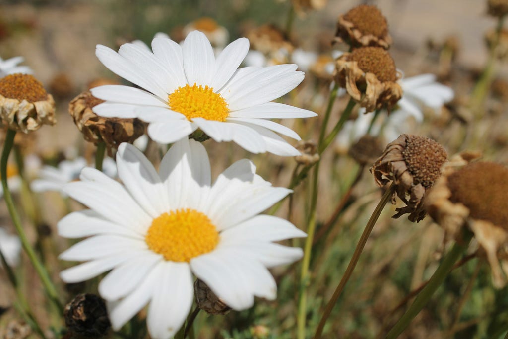 Two white chamomile-like flowers stand out against other dry ones in a field