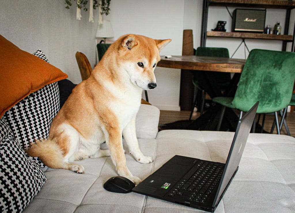 A cute shiba inu dog sitting on the couch and looking at the laptop screen.