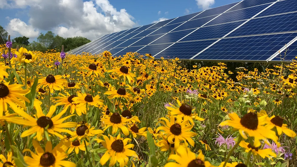 Many beautiful yellow flowers next to solar panels in Michigan