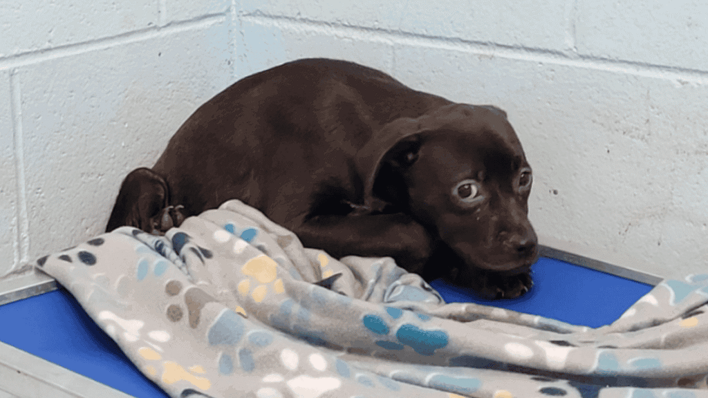 puppy hid in corner and couldn't stop trembling after being rescued.