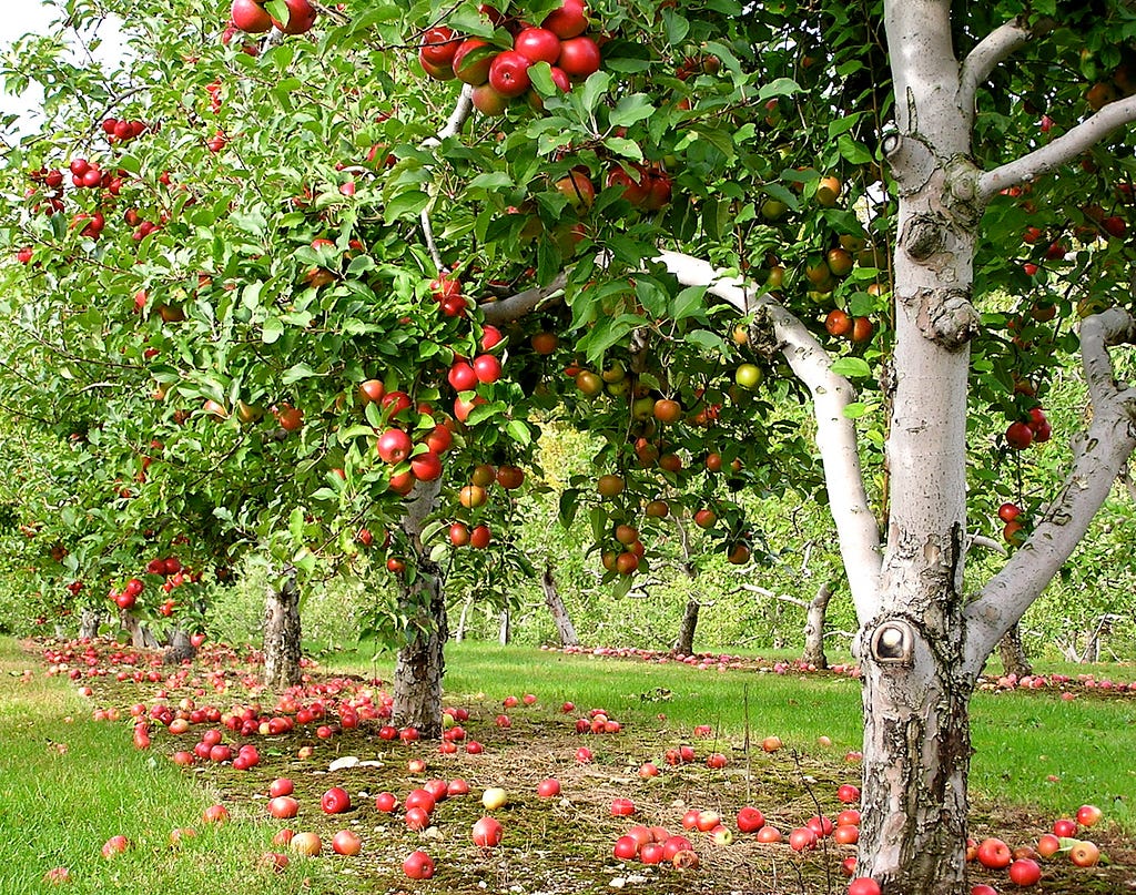 An orchard row