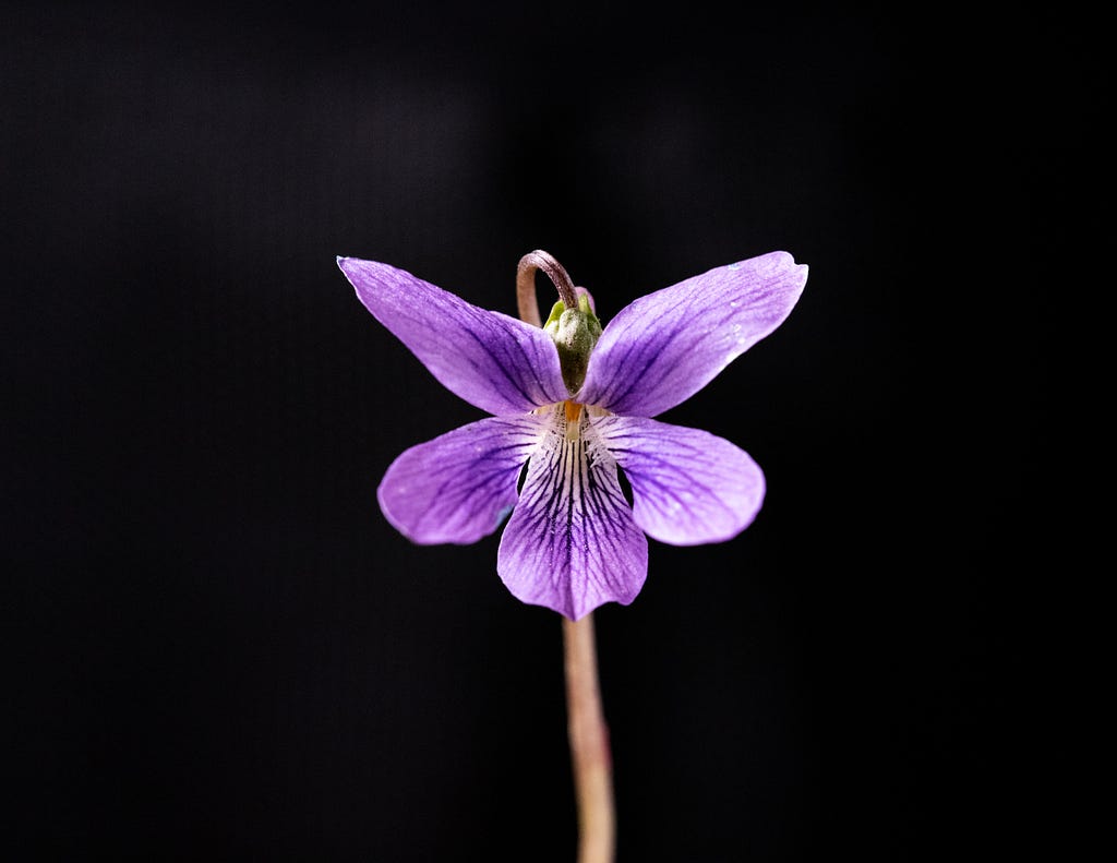 Iris Flower